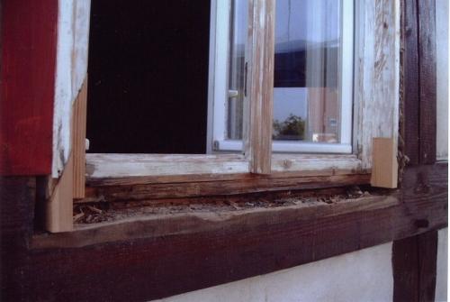 Schadenbild Mulmbock (1/2)