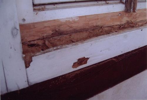 Schadenbild Mulmbock (2/2)