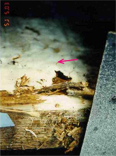 Schwamm (Oberflächenmyzel) an Brett (2/3)