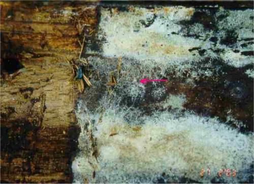 Schwamm (Oberflächenmyzel) an Brett (1/3)