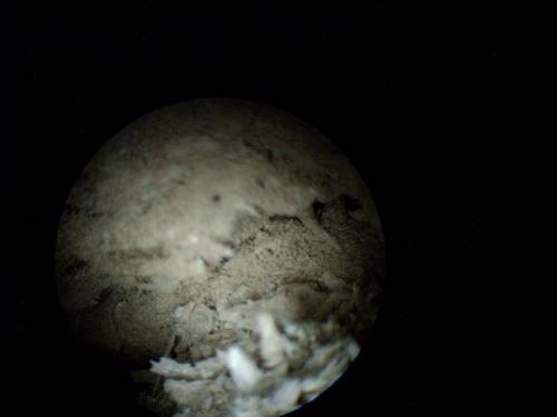 Holzschädling Trotzkopf (1/2)